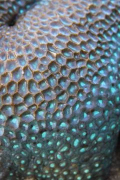 Turquoise detail pattern of Pineapple brain coral Stock Photos