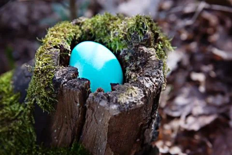 Turquoise easter egg in an old stump. Stock Photos