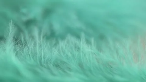 Turquoise feather close-up. Selective focus, slow motion feather background.. Stock Footage 254333096