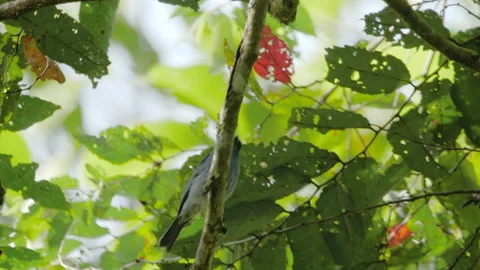 Turquoise Flycatcher Hops From Branch Stock Footage 195238144