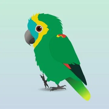 Turquoise-fronted amazon digital vector illustration Stock Illustration