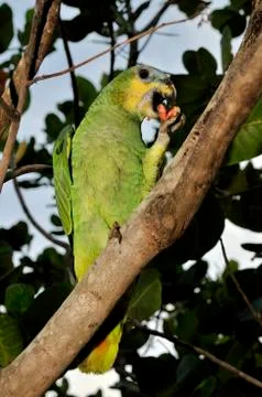 Turquoise-fronted amazon or blue-fronted parrot (amazona aestiva) feeding on  Stock Photos