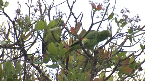 Turquoise-fronted Amazon Parrot Bird in Pantanal in Brazil 스톡 동영상 100610864