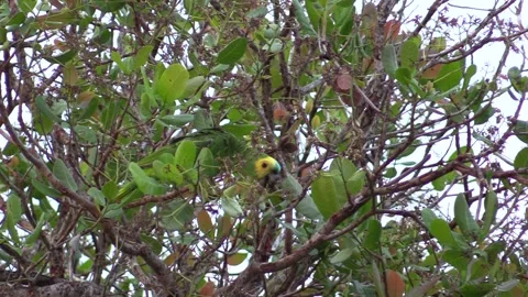 Turquoise-fronted Amazon Parrot Bird Several Foraging in Pantanal Brazil Stock Footage 133285566
