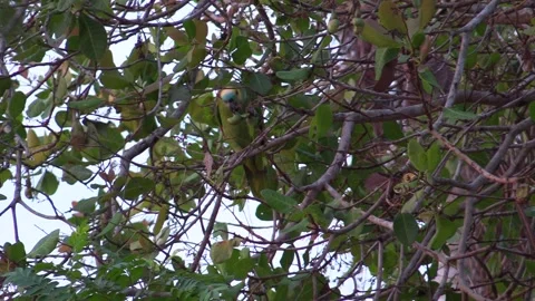Turquoise-fronted Amazon Parrot Bird Eating Chewing Food Nut Holding with Feet Video stock 133285621