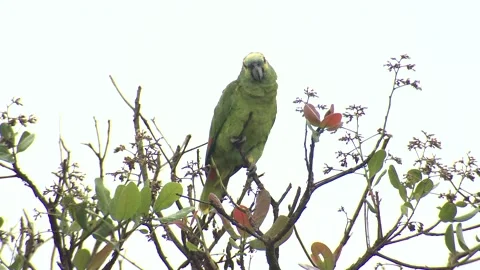 Turquoise-fronted Amazon Parrot Bird Perched Treetop in Jungle Gray Cloudy Sky 스톡 동영상 133962821