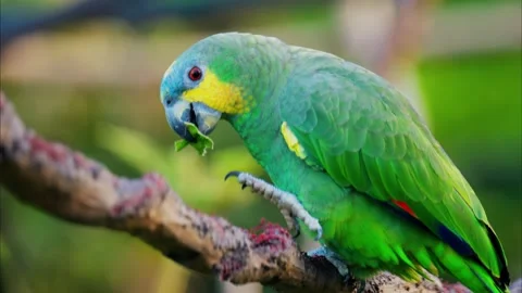 Turquoise fronted amazon parrot eating green leaf on tree branch outdoors. Video stock 339444795