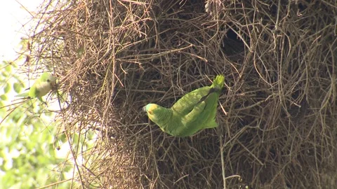 Turquoise-fronted Amazon Parrot Looking Around Nesting Colony Stick Nest 스톡 동영상 133515613