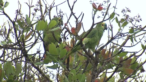 Turquoise-fronted Amazon Parrot Pair Parrots Eating in Tree Gray Overcast Sky 스톡 동영상 133962728