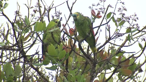 Turquoise-fronted Amazon Parrot Pair Parrots Perched in Pantanal Brazil 스톡 동영상 133962757