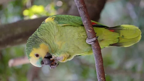 Turquoise-fronted Amazon Parrot perched on wooden branch and eating snack 스톡 동영상 160251820