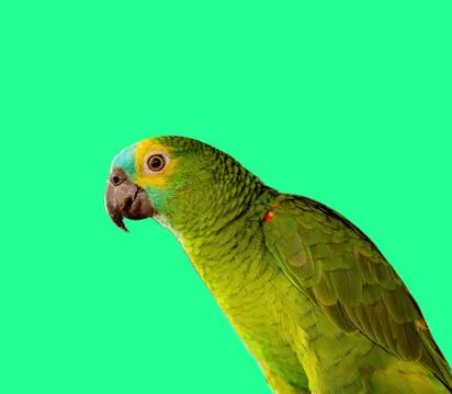 Turquoise-Fronted Amazon Parrot Stockfoto's