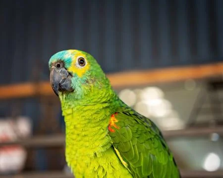 Turquoise-Fronted Amazon Parrot Foto stock