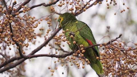 A Turquoise-fronted amazon parrot using his hands to grab the fruit of a 스톡 동영상 139198936
