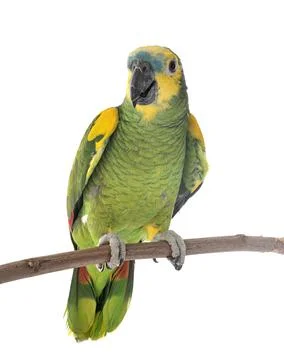 Turquoise-fronted amazon in studio Stock Photos