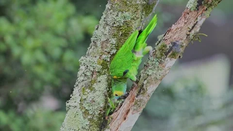 Turquoise-fronted parrot pecking on tree barks. Mata Atlantica, Brazil Stock Footage 255638012