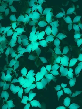 Turquoise glowing floral pattern inspired by Cornus kousa blossoms Stock Photos