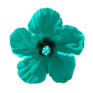 Turquoise Hibiscus flower Stock Illustration