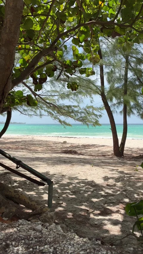 Turquoise Ocean Framed by Tropical Foliage, Barbados Beach Stock Footage 337069090