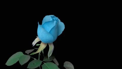 Turquoise pale blue rose bloom on a black background, time lapse, beautiful Stock Footage 171199901