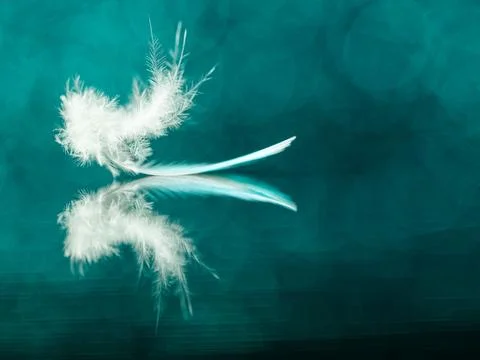 Turquoise parakeet feather on mirror with reflection, soft focus Stock Photos