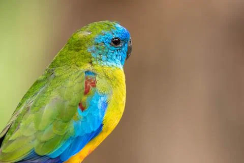 Turquoise parrot Stockfoto's