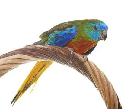 Turquoise parrot in studio Stock Photos