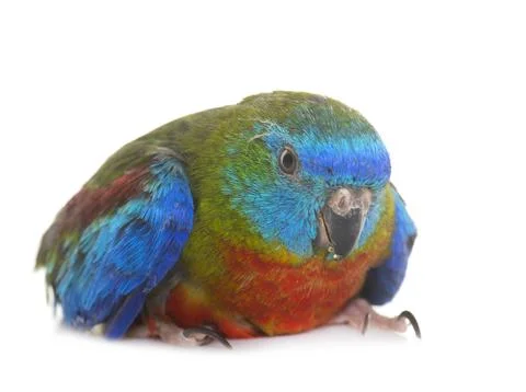 Turquoise parrot in studio Stock Photos