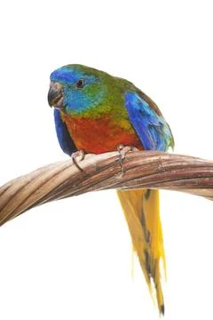 Turquoise parrot in studio Stock Photos