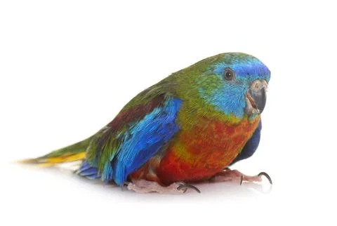 Turquoise parrot in studio Stock Photos