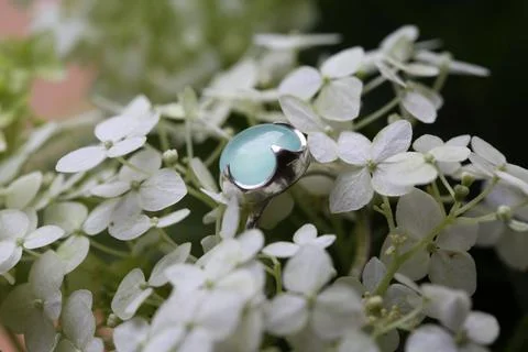 A turquoise ring with  hydrangea Stock Photos