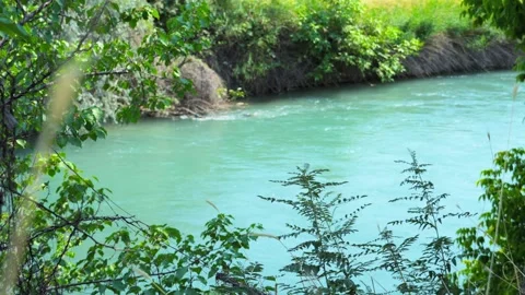 Turquoise River Flowing Through Green Trees and Grass Stock Footage 315769677