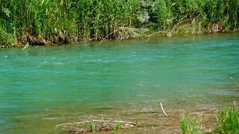 Turquoise River Flowing Through Green Trees and Grass Stock Footage 315771048