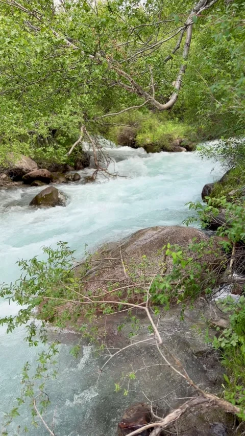 Turquoise river rushes over rocks, surrounded by green foliage Stock Footage 345238097