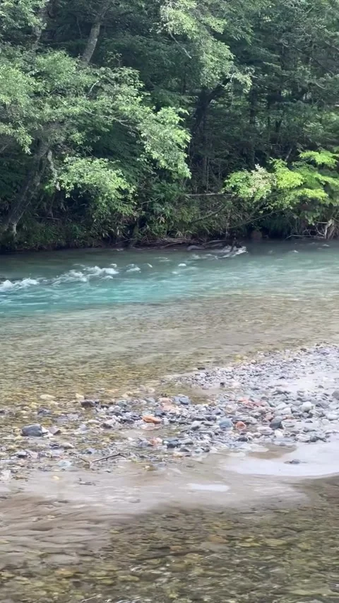 Turquoise River Stream Flowing Past Fallen Tree Logs 库存影片 342266941