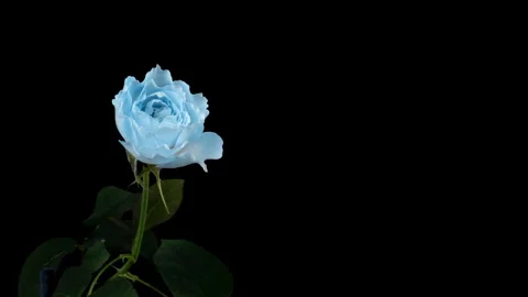 Turquoise Rose Blooming Timelapse on Black Futuristic 4K Floral Close-Up Stock Footage 309531251