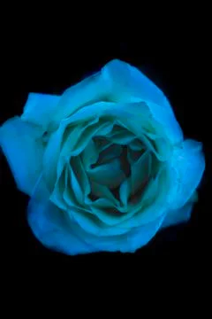 Turquoise Rose Photos