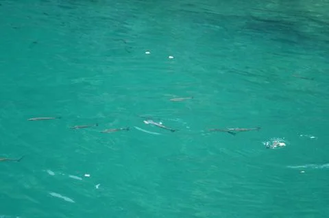 Turquoise sea Stock Photos