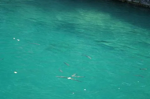 Turquoise sea Stock Photos