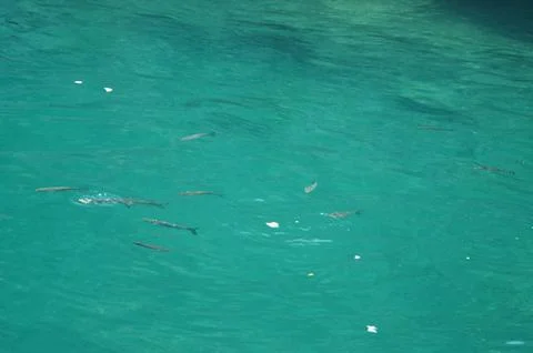 Turquoise sea Stock Photos
