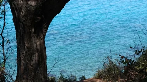 Turquoise sea view from the tree side Vídeo Stock 157872288
