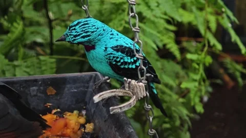 A turquoise Spangled Cotinga bird eating Stock Footage 299372354