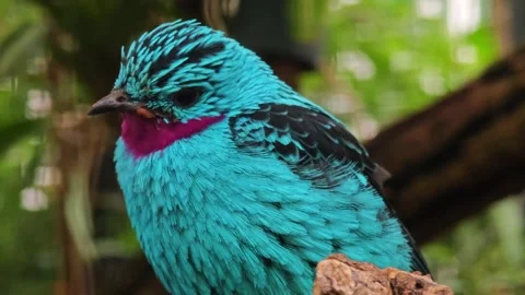A turquoise Spangled Cotinga bird relaxing Stock Footage 296026388