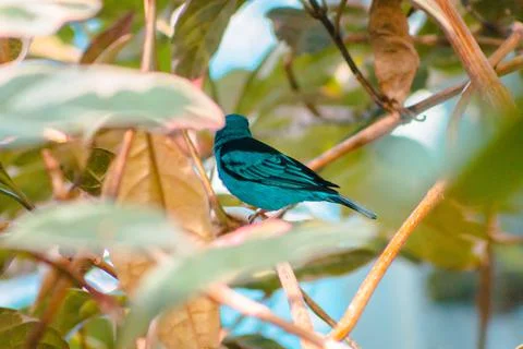Turquoise tanager perched in a tree Stock Photos