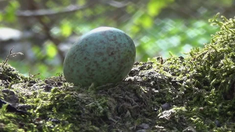 Turquoise thrush egg on the root of a double-trunked tree, spring, forest. Stock Footage 334456967