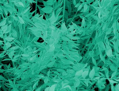 Turquoise Tree Leaf Flora Background Stock Photos