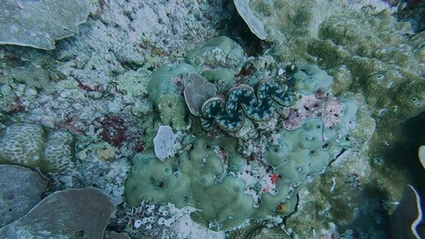 Turquoise Underwater Reef Seashell is closing while comming close Video stock 142656255