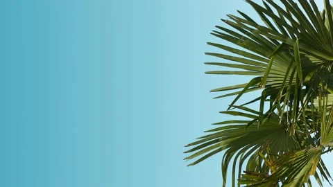 Turquoise wall with palm tree - romantic palm leaves background Stock Footage 140044341