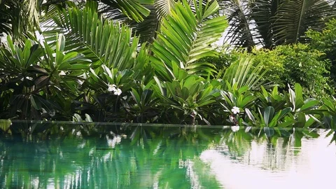 Turquoise Water Surface in the Swimming Pool Surrounded with Lush Greenery Stock Footage 103580995