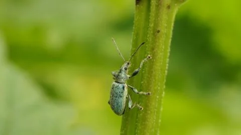 Turquoise weevil on the grass, selective focus image Stock Photos